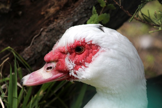 山东泰山正 山东泰山正