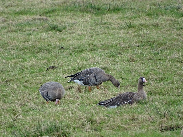 员如麦肯尼 员如麦肯尼